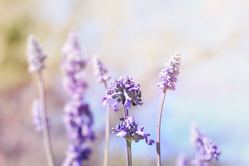 Wild purple salvia flowers( salvia nemorosa),soft focus and vintage color toned.