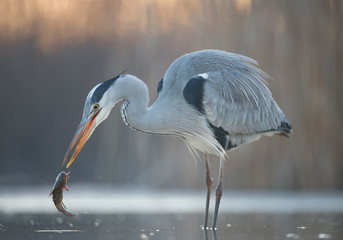 Grey heron fishing in the pond, with cattle fish, clean background, Hungary, Europe