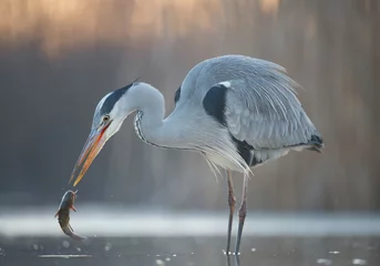 Foto op Plexiglas Grey heron fishing in the pond, with cattle fish, clean background, Hungary, Europe © mzphoto11