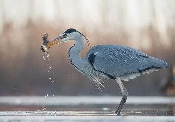Grey heron standing in the water with big fish in the beak, clean  background, Hungary, Europe