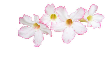 Naklejka na ściany i meble Pink flowers isolated on white
