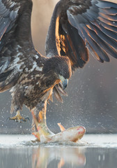 Young white tailed eagle with big fish closeup, water drops aroud, clean background, Hungary, Europe