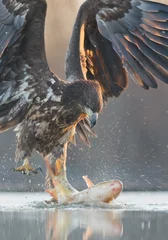 Papier Peint photo autocollant Aigle Young white tailed eagle with big fish closeup, water drops aroud, clean background, Hungary, Europe