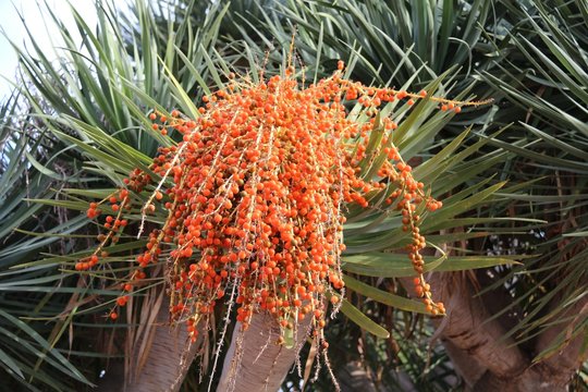 Dattelpalme Palme mit Fr&uuml;chten im S&uuml;den