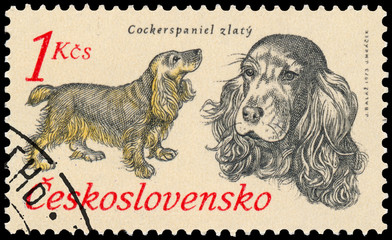Stamp printed in Czechoslovakia shows Golden Cocker Spaniel