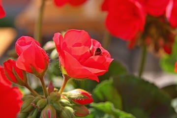 A bee on a geranium flower