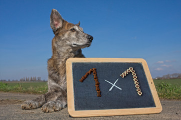 Hund mit Tafel, Einmaleins