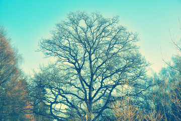 Oak tree in the spring forest