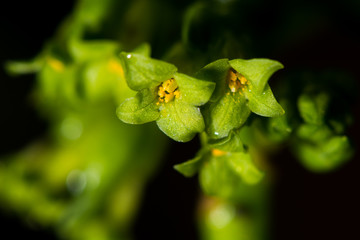 Spurge laurel (Daphne laureola) flowers close-up. Green flowers of this evergreen shrub in the...