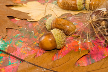 image of acorn, chestnut and bumpon on a multicolored background close up