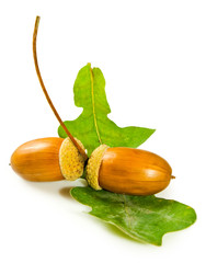Isolated image of  acorn close-up © cooperr