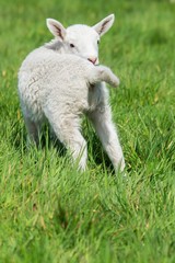 Stehendes Lamm auf einer Wiese von hinten fotografiert