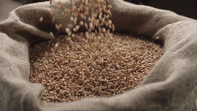jute sack filling wheat and natural ears spilling from the top in slow motion