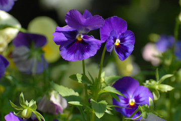 Fototapeta na wymiar Purple pansy flowers