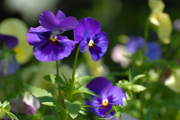 Purple pansy flowers