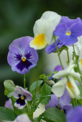 Purple and white pansy flowers