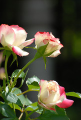 Beautiful rose flowers isolated on defocused background 