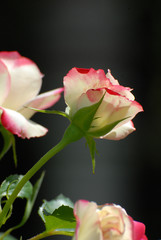 Beautiful rose flowers isolated on defocused background 