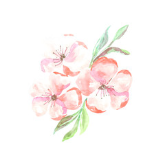 Fototapeta premium Apple blossom