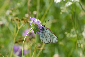 Beautiful butterfly sitting on the flower