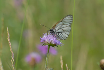 Beautiful butterfly sitting on the flower