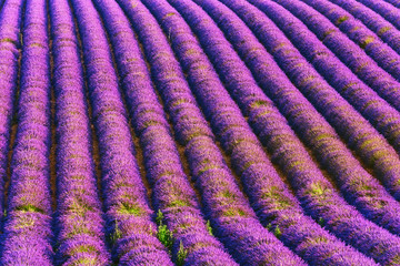 Fototapeta na wymiar Lavender field - diagonal rows of lavender, natural flower background