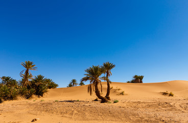 palm in the  desert oasis, morocco 