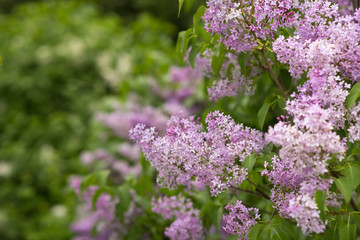 Obraz premium Close-up beautiful lilac flowers with the leaves. Beauty world.