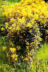 Yellow Mahonia Shrub