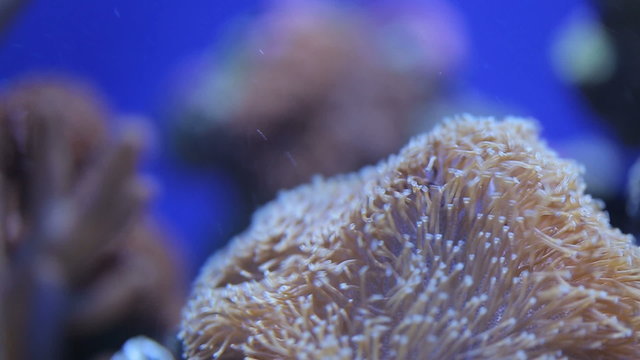 Red lionfish (Pterois volitans) underwater panning shot