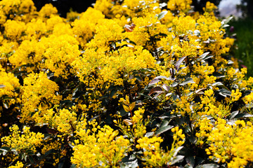 Closeup of mahonia bush in the park