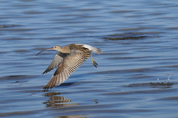 Flying Curlew at Sharm el-Sheikh beach of Red Sea