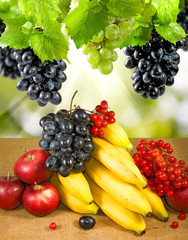 image of many fruits in the garden close-up