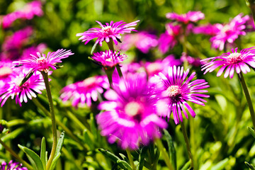 Field of pink flowers