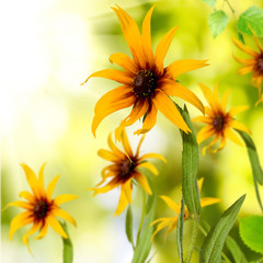  image of yellow flowers in the garden closeup
