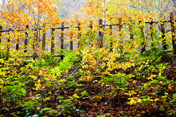 Obraz premium Wodden fence in the forest