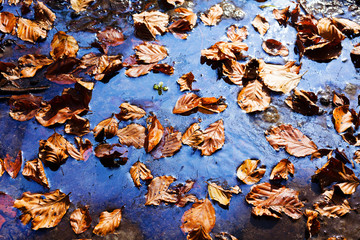 Yellow leaves in the plash