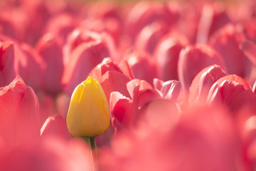Yellow tulip in a red flowerbed