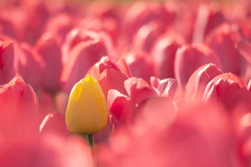 Foto op Plexiglas Tulp Gele tulp in een rood bloembed