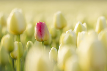 Une tulipe hollandaise rouge
