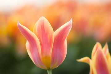 Yellow red flamed tulip flowerbed