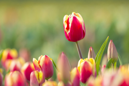 Red yellow tulips closeup