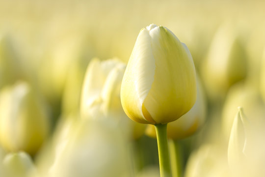 White dutch tulips flowerbed