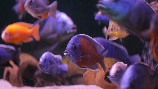 African Cichlid fishes searching for food between snags and green plants