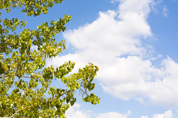 Treetop and blue sky