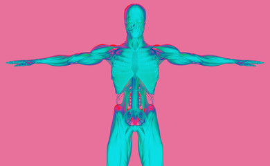 Human anatomy 3D futuristic scan technology with xray-like view of human body. Male torso front. On pink background. Graphic design, art. Vibrant colors.