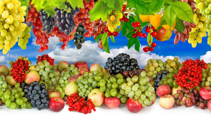 Naklejka na ściany i meble image many fruits and berries in the garden close-up