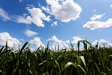 Obraz premium Cronfield on a sunny day