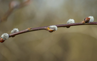 Bush with catkins in springtime
