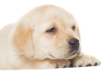 funny cute puppy, close-up